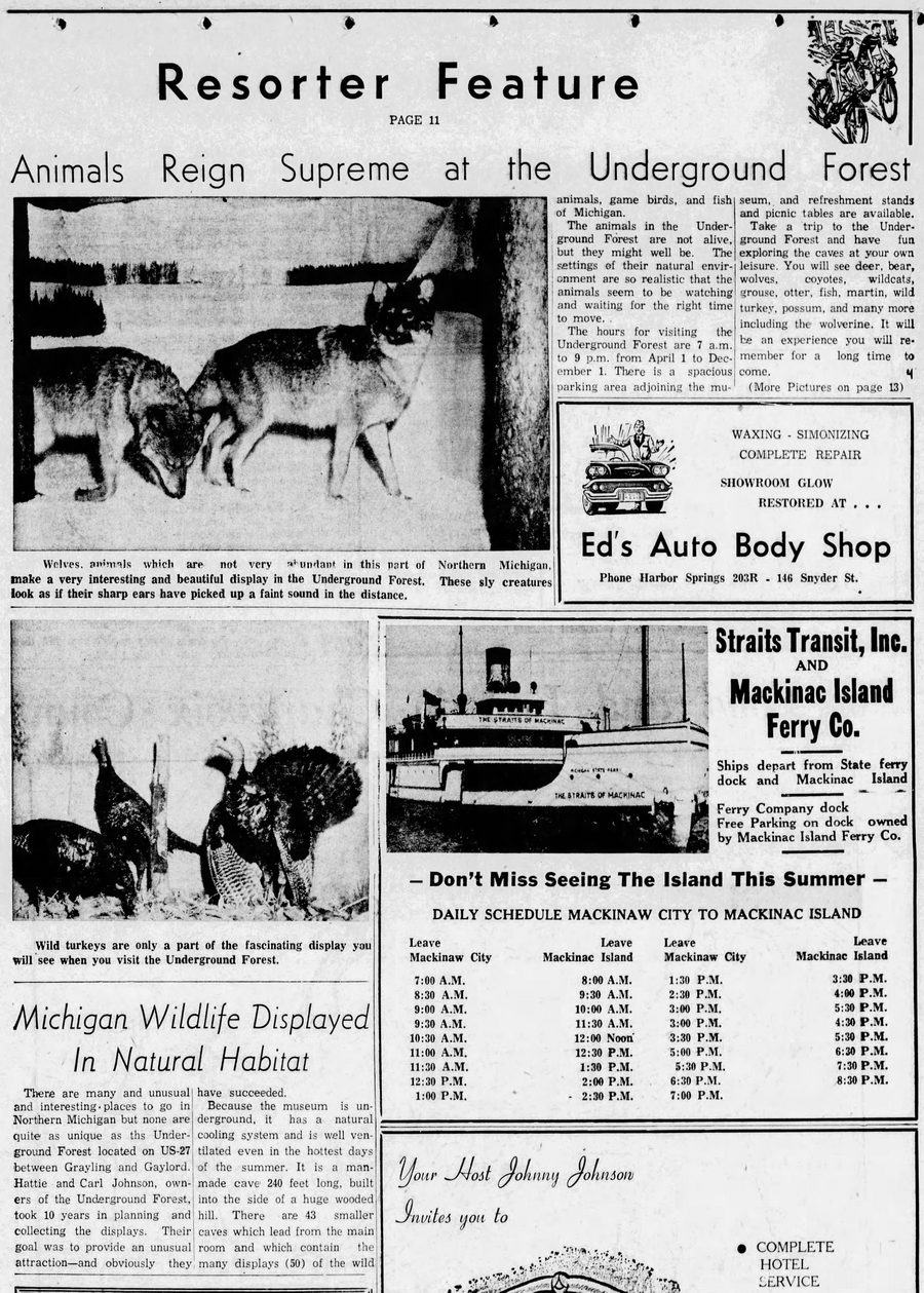 Underground Forest - Aug 1961 Feature (newer photo)